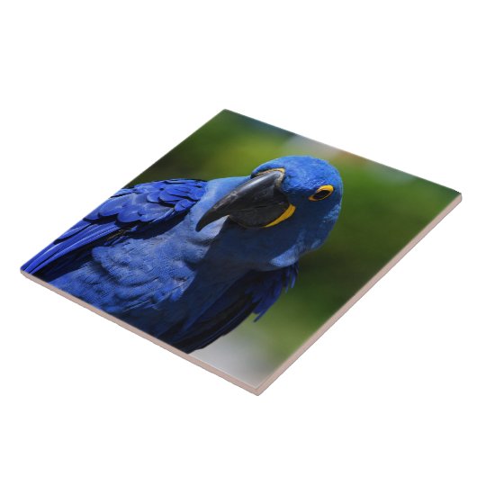 Blue Hyacinth Macaw Tegeltje (Zijkant)