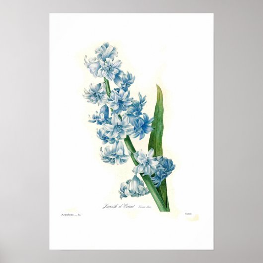 Blue Hyacinth Poster (Voorkant)