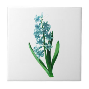 Blue Hyacinth van Pierre Joseph Redoute Tegeltje