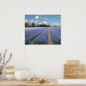 Blue Hyacinths in Field Holland Poster (Keuken)