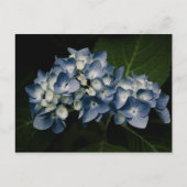 Blue Hydrangea 8514 Briefkaart (Voorkant)