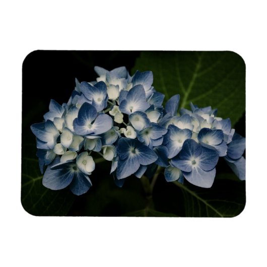 Blue Hydrangea 8514 Premium Magnet Magneet (Horizontaal)