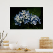 Blue Hydrangea 8514 Print (Keuken)