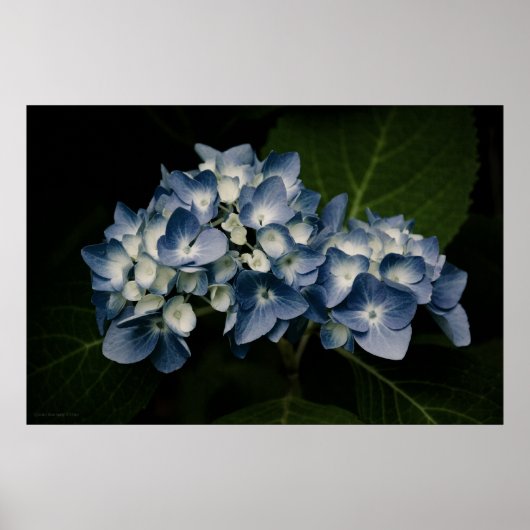 Blue Hydrangea 8514 Print (Voorkant)