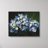 Blue Hydrangea 8514 Wrapped Canvas Afdruk (Voorkant)