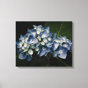 Blue Hydrangea 8514 Wrapped Canvas Afdruk