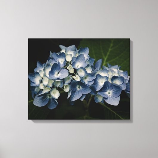 Blue Hydrangea 8514 Wrapped Canvas Afdruk (Voorkant)