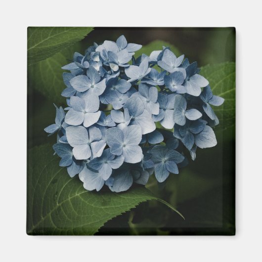 Blue Hydrangea 8515 Magnet (Voorkant)