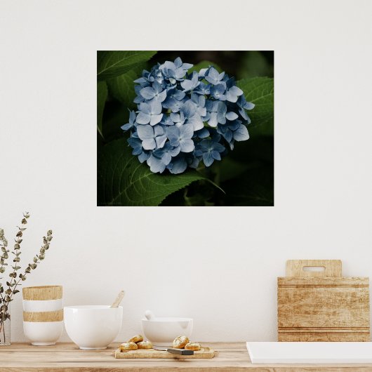 Blue Hydrangea 8515 Print (Keuken)