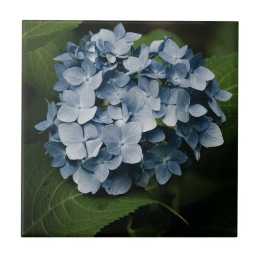 Blue Hydrangea 8515 Tegel Tegeltje (Voorkant)