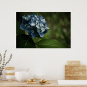 Blue Hydrangea 8519 Print (Keuken)