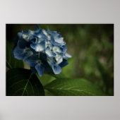 Blue Hydrangea 8519 Print (Voorkant)