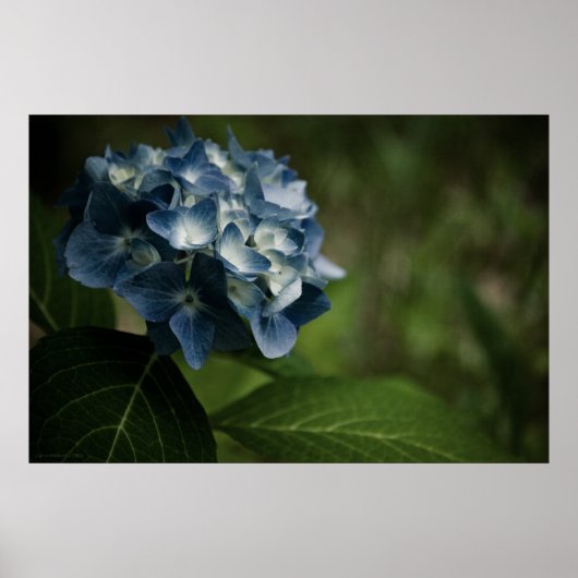 Blue Hydrangea 8519 Print (Voorkant)