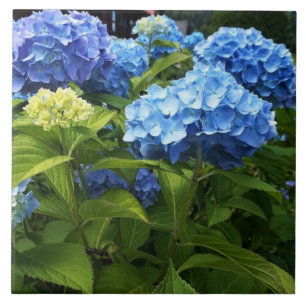 Blue Hydrangea Bloem Decoratieve Keramische Tegel Tegeltje