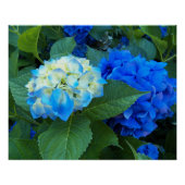 Blue Hydrangea Blooms Floral Glossy Perfect Poster (Voorkant)