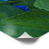 Blue Hydrangea Blooms Floral Glossy Perfect Poster (Hoek)