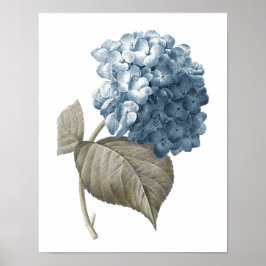Blue Hydrangea Botanical Artwork no. 2 Poster