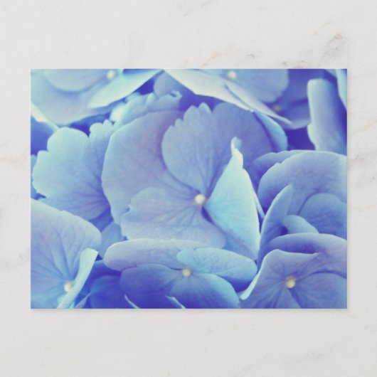 Blue Hydrangea Briefkaart (Voorkant)
