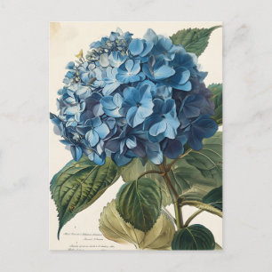 Blue Hydrangea Briefkaart