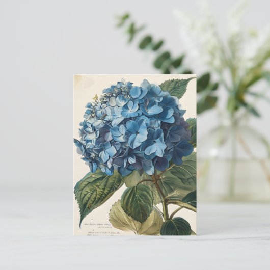 Blue Hydrangea  Briefkaart (Staand voorkant)