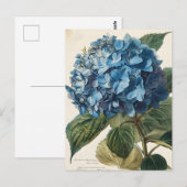 Blue Hydrangea  Briefkaart (Voorkant / Achterkant)