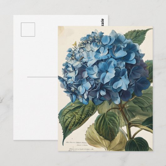Blue Hydrangea  Briefkaart (Voorkant / Achterkant)