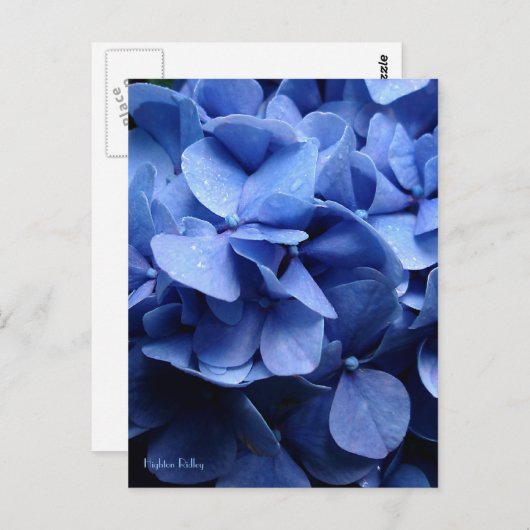 Blue Hydrangea briefkaart (Voorkant / Achterkant)