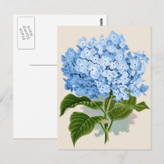  Blue Hydrangea Briefkaart (Voorkant / Achterkant)
