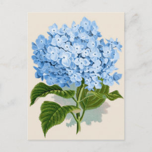 Blue Hydrangea Briefkaart