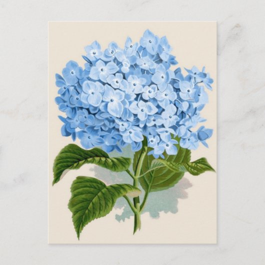 Blue Hydrangea Briefkaart (Voorkant)