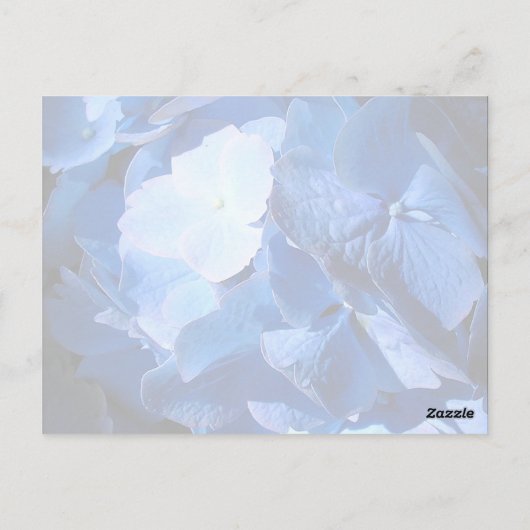 Blue Hydrangea - Briefkaart (Achterkant)
