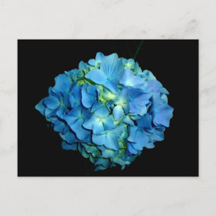 Blue Hydrangea Briefkaart