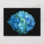 Blue Hydrangea Briefkaart (Voorkant)