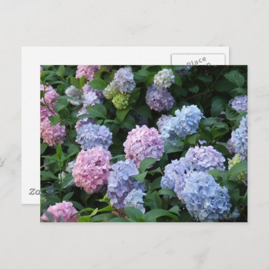 Blue Hydrangea Briefkaart (Voorkant / Achterkant)