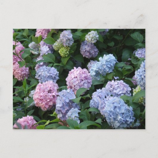 Blue Hydrangea Briefkaart (Voorkant)