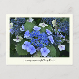 Blue Hydrangea Collectable Flower Briefkaarten