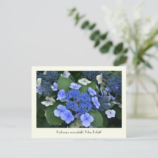 Blue Hydrangea Collectable Flower Briefkaarten (Staand voorkant)