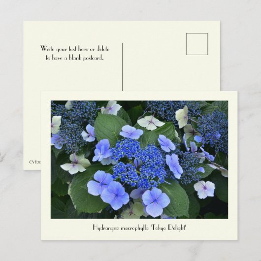 Blue Hydrangea Collectable Flower Briefkaarten (Voorkant / Achterkant)