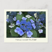 Blue Hydrangea Collectable Flower Briefkaarten (Voorkant)