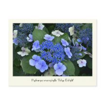 Blue Hydrangea Collectable Flower Briefkaarten