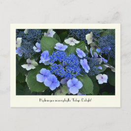Blue Hydrangea Collectable Flower Briefkaarten