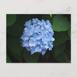  Blue Hydrangea Floral Foto Briefkaart