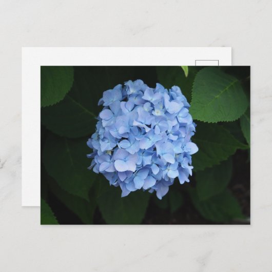 Blue Hydrangea Floral Foto Briefkaart (Voorkant / Achterkant)