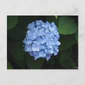  Blue Hydrangea Floral Foto Briefkaart (Voorkant)