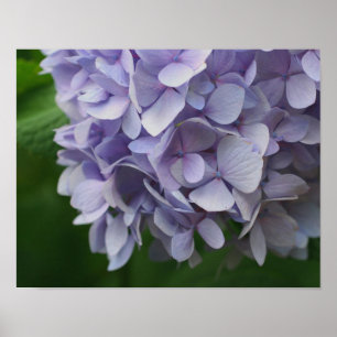 Blue Hydrangea Flower Close Poster