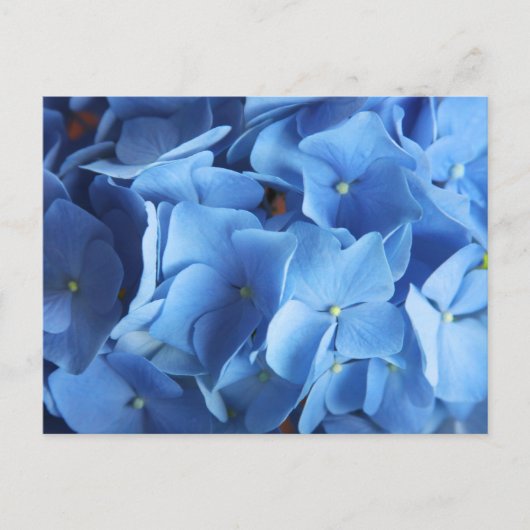 Blue Hydrangea Flower Photography Briefkaart (Voorkant)