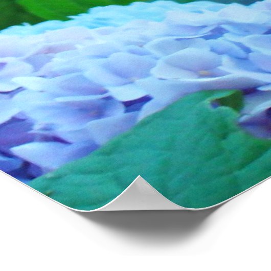 Blue Hydrangea Flowers art prints posters (Hoek)