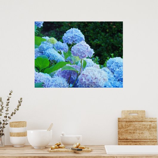 Blue Hydrangea Flowers art prints posters (Keuken)