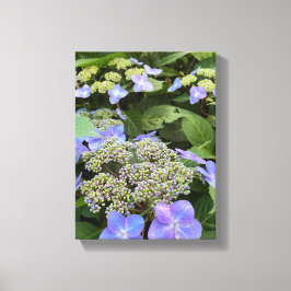 Blue Hydrangea Flowers Canvas Afdruk