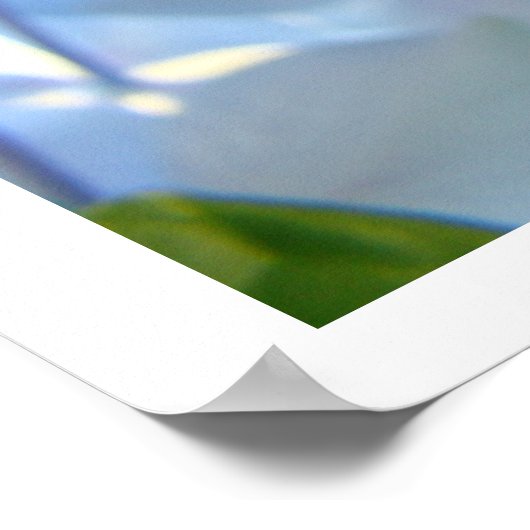 Blue Hydrangea Flowers Fine Art Prints Flowers (Hoek)